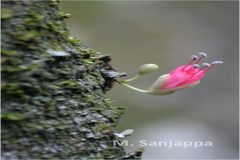 Humboldtia unijuga var. unijuga